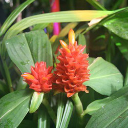 Costus Root Oil 